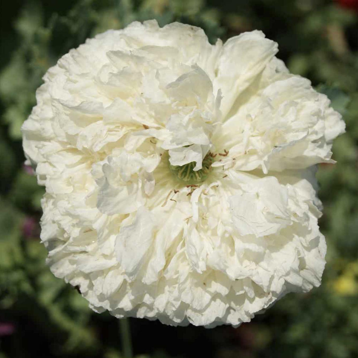 Poppy Seeds - Peony Cream