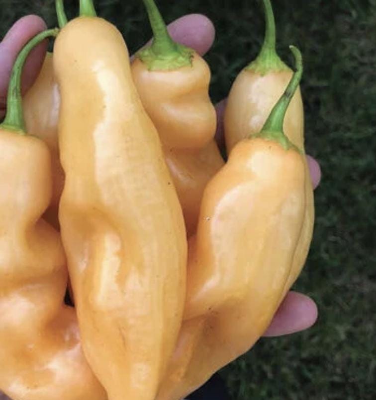 Pepper Seeds - Sugar Rush Peach (Hot)