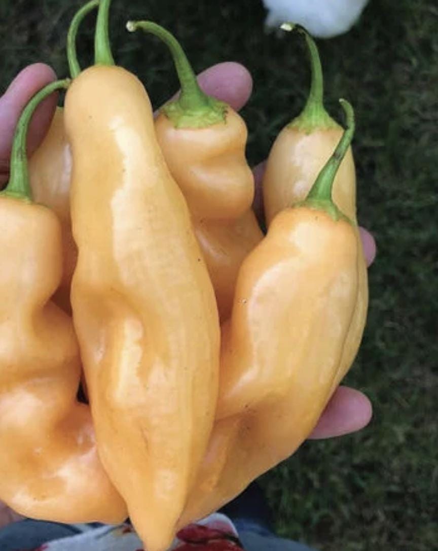 Pepper Seeds - Sugar Rush Peach (Hot)