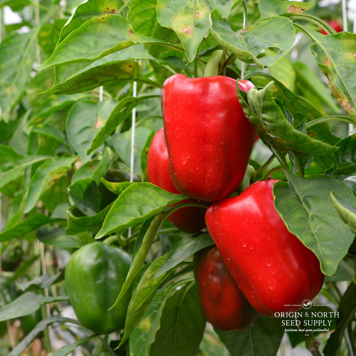 Pepper Seeds - New Ace (Sweet)