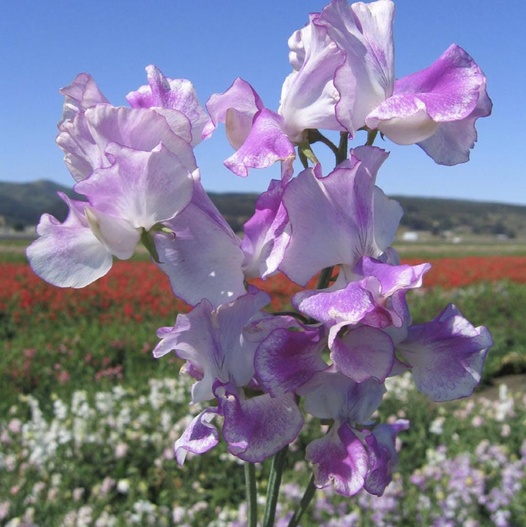 Sweet Pea Seeds - Lilac Ripple