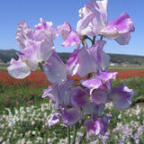 Sweet Pea Seeds - Lilac Ripple