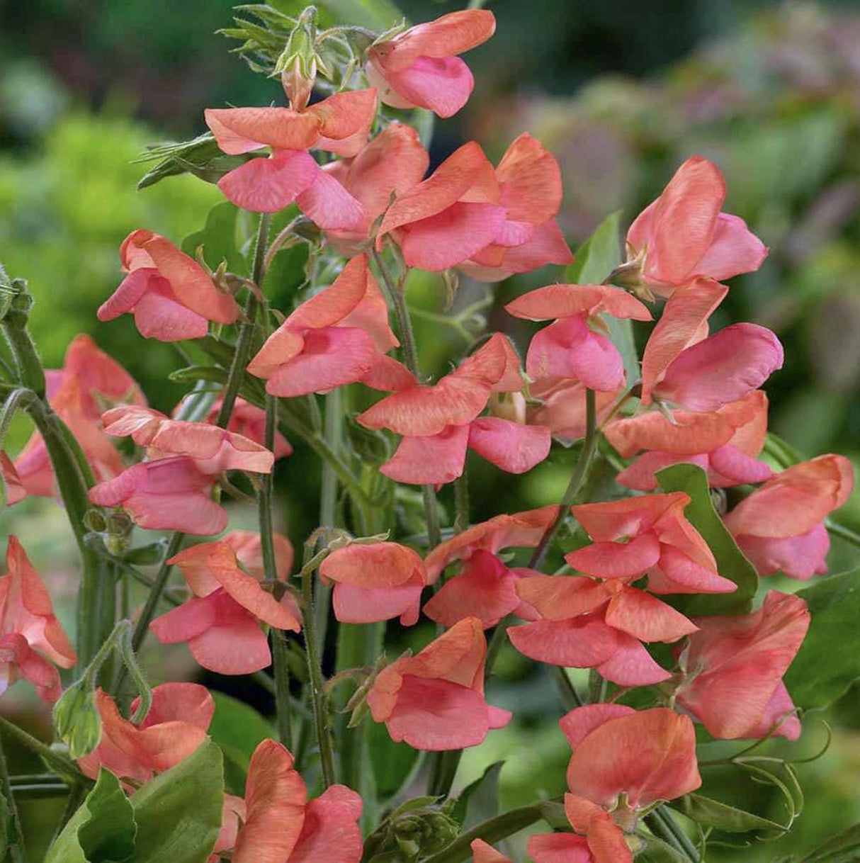 Sweet Pea Seeds - Miss Wilmott