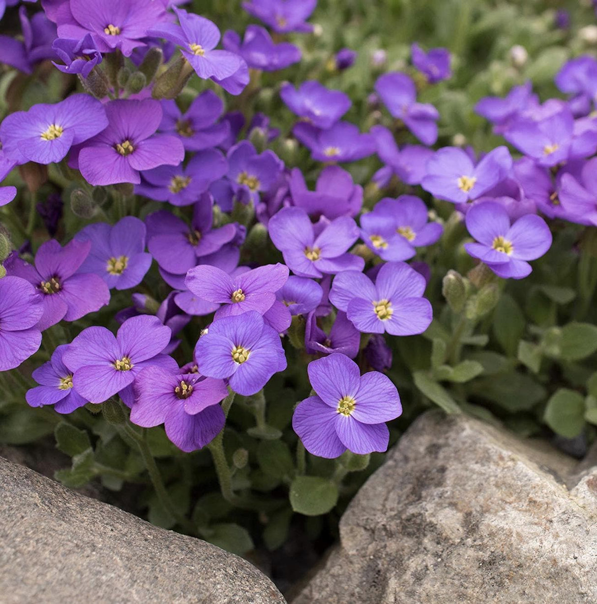 Phlox Seeds - Blue