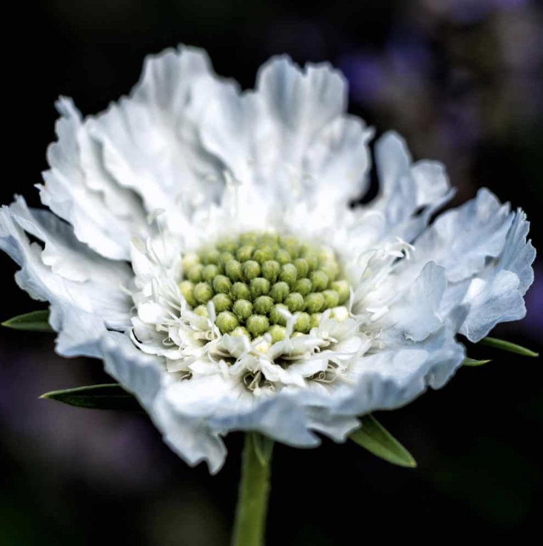 Scabiosa Seeds - Snow Maiden