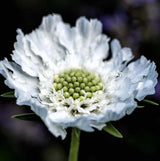 Scabiosa Seeds - Snow Maiden