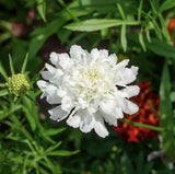 Scabiosa Seeds - Snow Maiden
