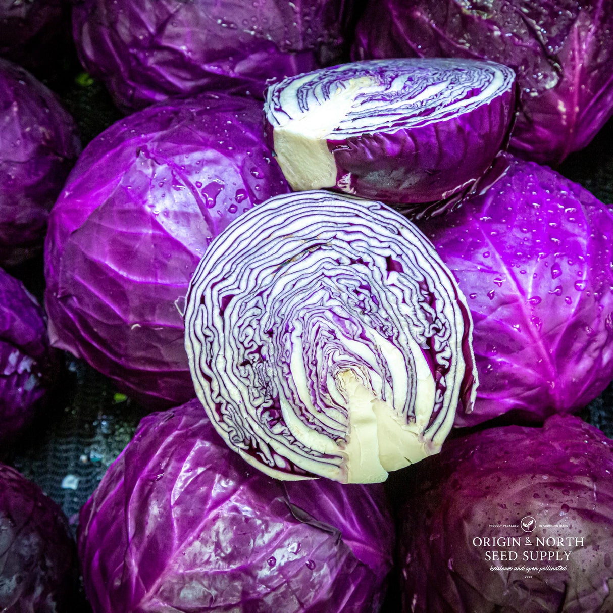Cabbage Seeds - Red Acre