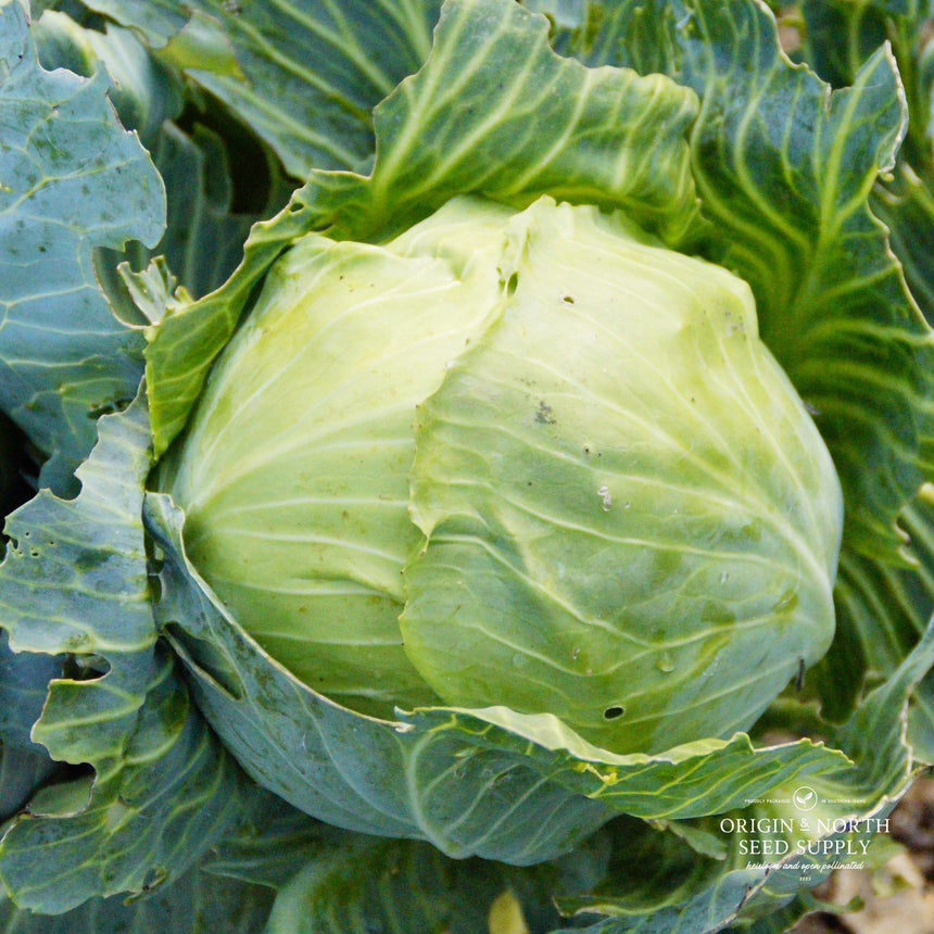 Cabbage Golden Acre x 100 Seeds