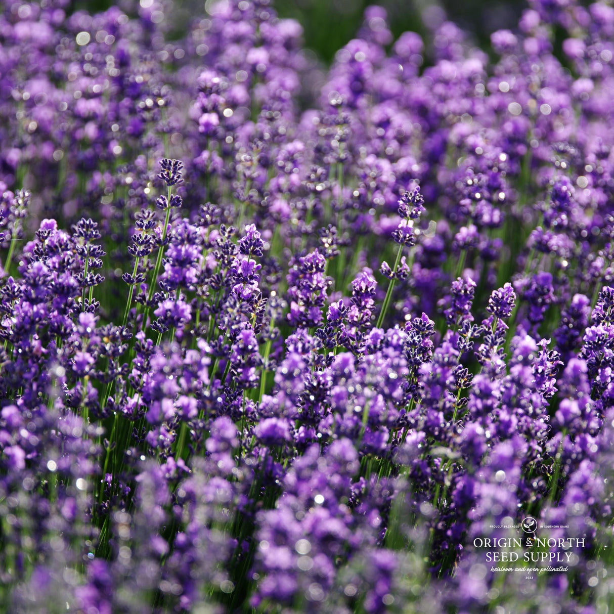 Lavender Seeds - Munstead