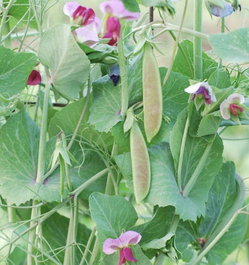 Peas Spring Blush Sugar Snap x 30 Seeds