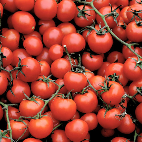 Tomato Large Red Cherry x 20 Seeds