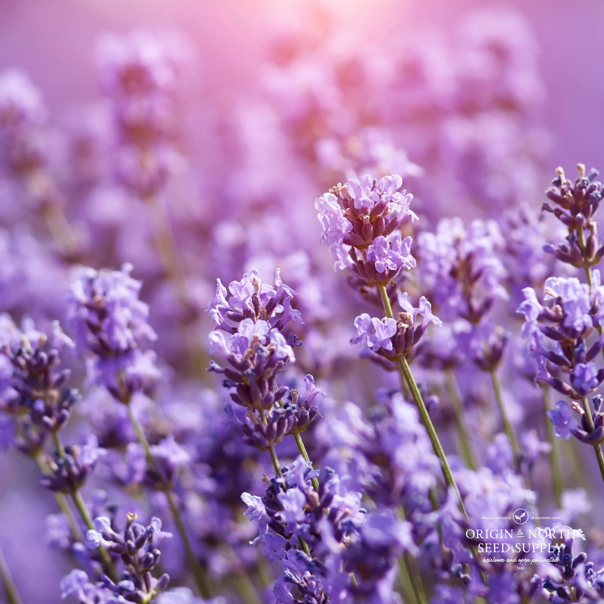 Lavender Seeds - Munstead