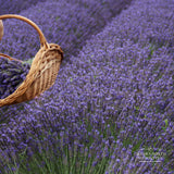 Lavender Seeds - Munstead