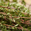 Thyme Seeds - Common