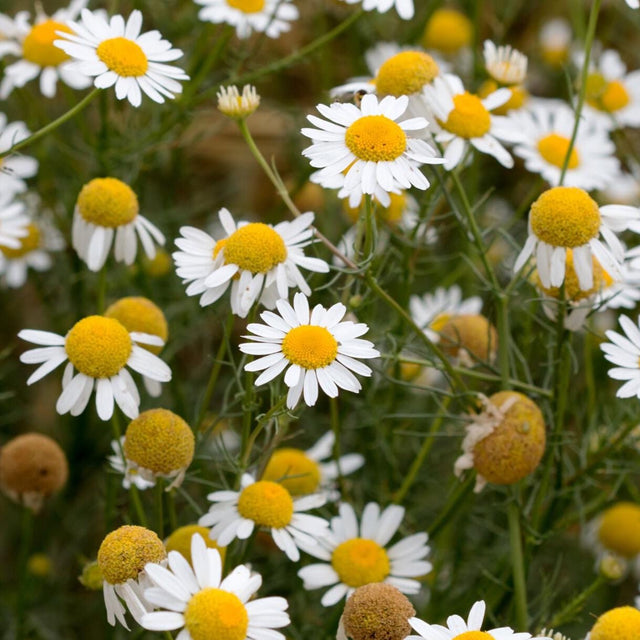 Chamomile German x 200 Seeds