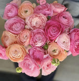 PRE-ORDER Ranunculus - Elegance Pastello 102-14