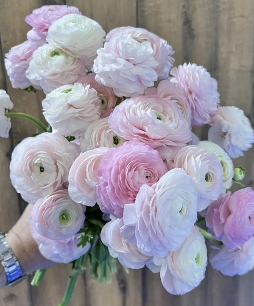 PRE-ORDER Ranunculus - Elegance Rosa Chiaro