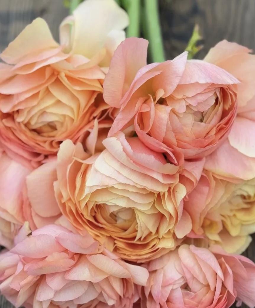 PRE-ORDER Ranunculus - Grand Pastel