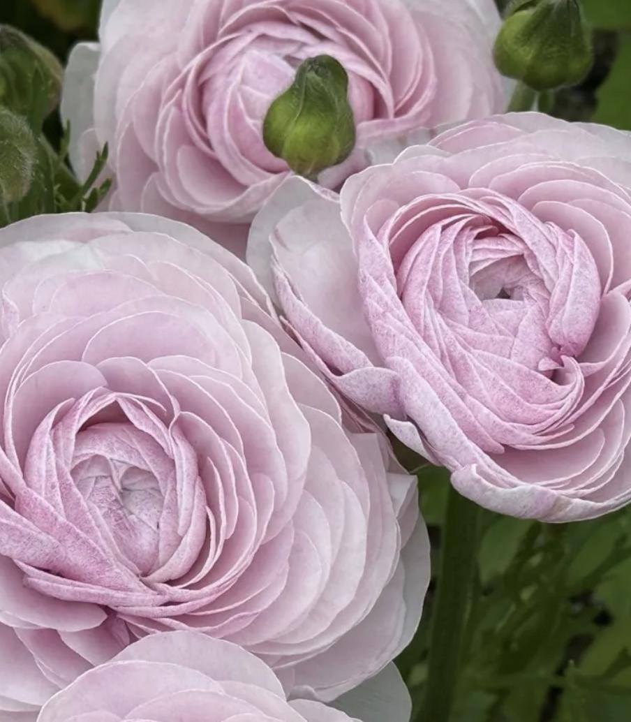 PRE-ORDER Ranunculus - Nebbia