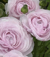 PRE-ORDER Ranunculus - Nebbia
