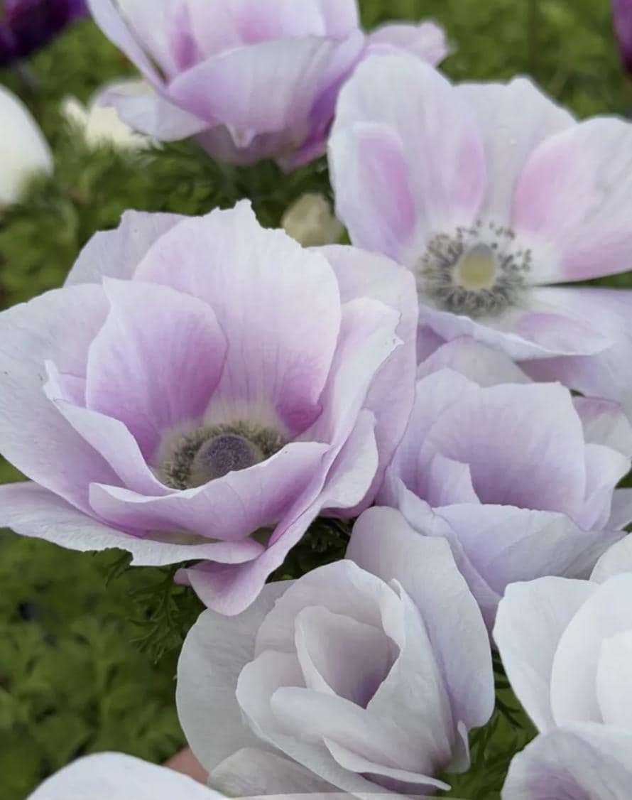PRE-ORDER Anemone - Mistral Pale