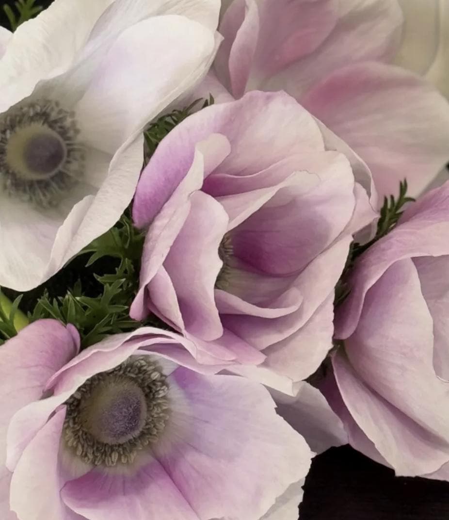 PRE-ORDER Anemone - Mistral Pale