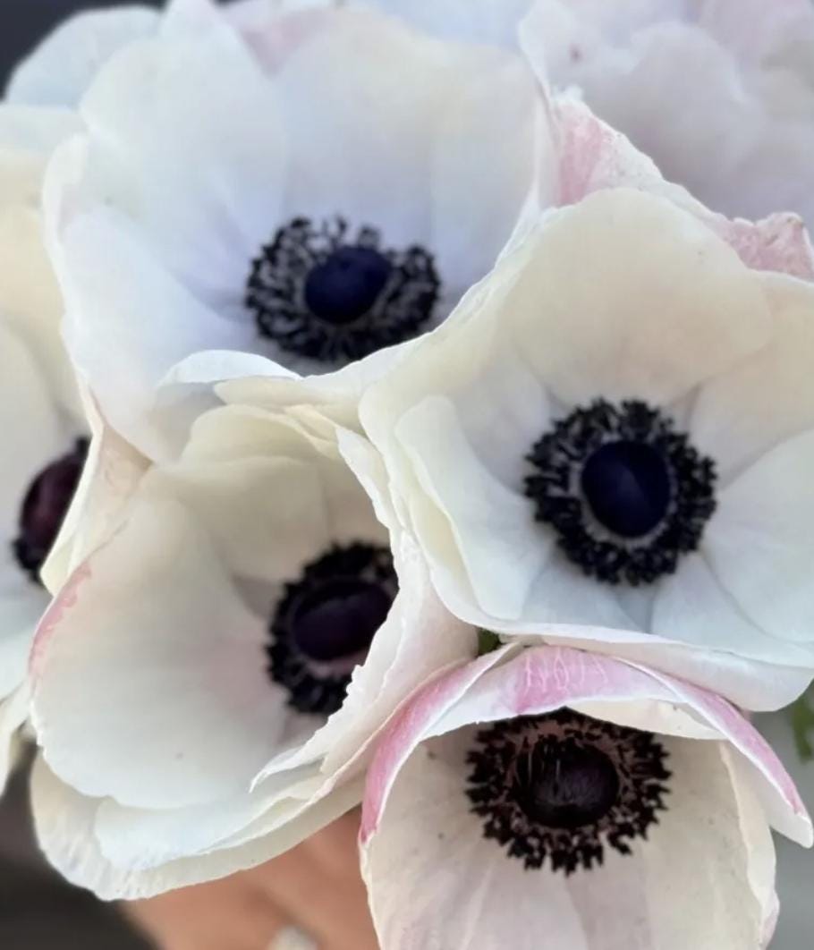 PRE-ORDER Anemone - Panda Bianco