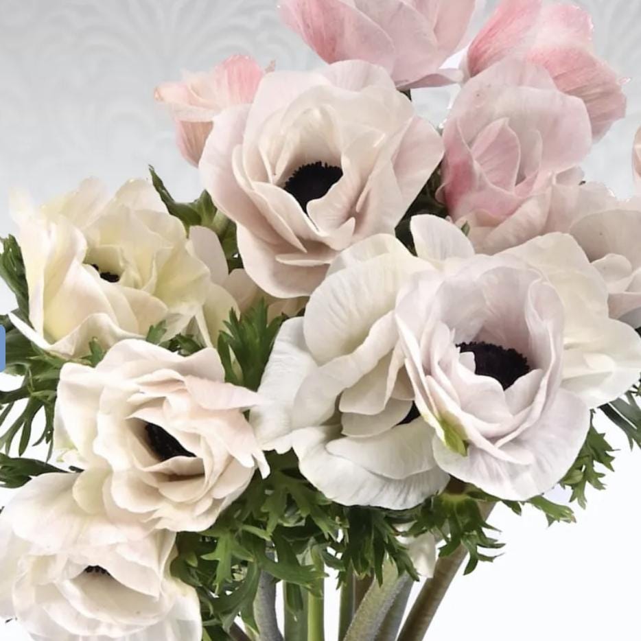PRE-ORDER Anemone - Panda Bianco