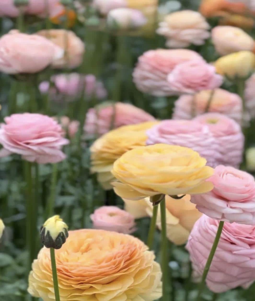 PRE-ORDER Ranunculus - Elegance Dolce Vita