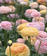 PRE-ORDER Ranunculus - Elegance Dolce Vita