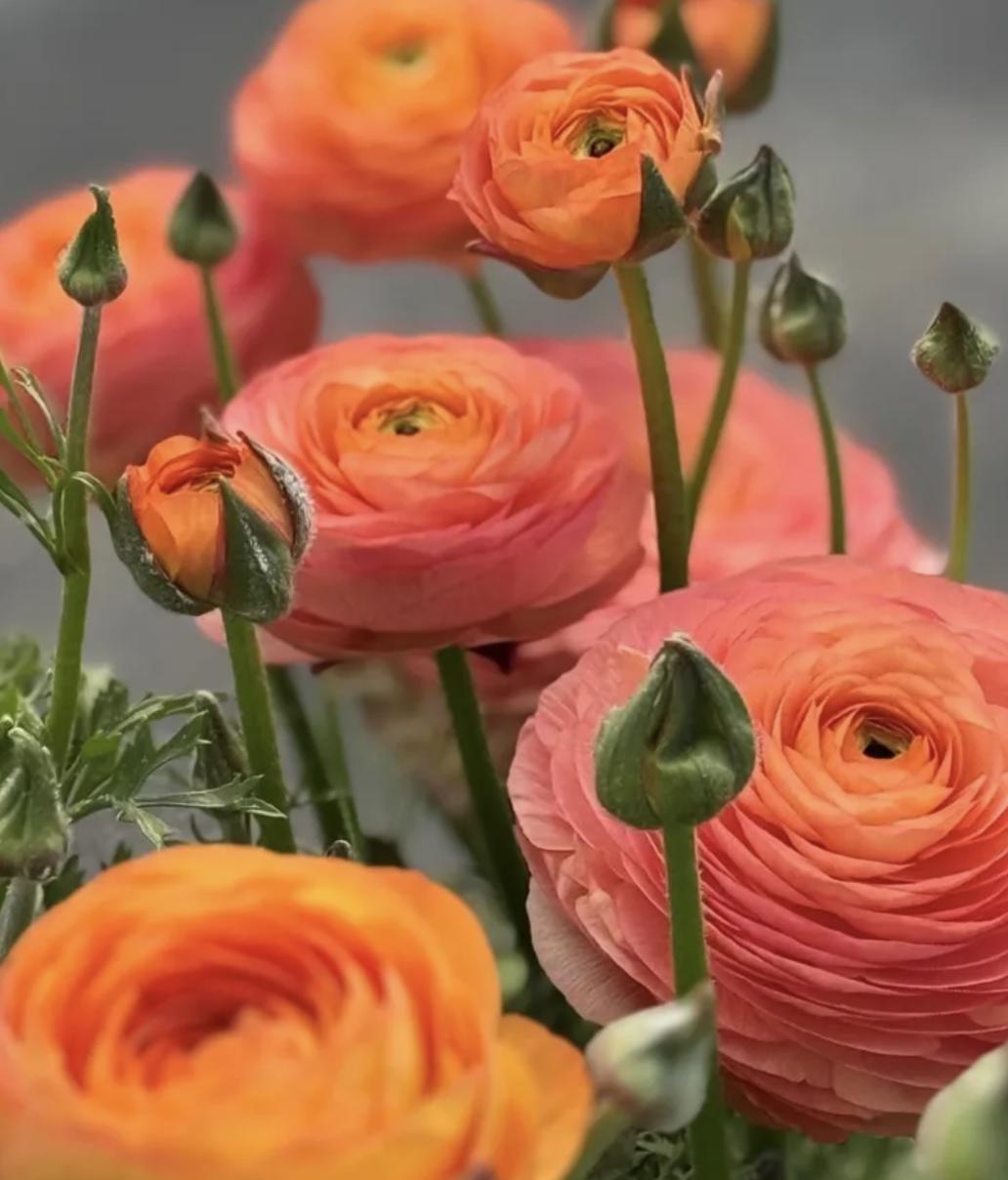 PRE-ORDER Ranunculus - Elegance Dolce Vita