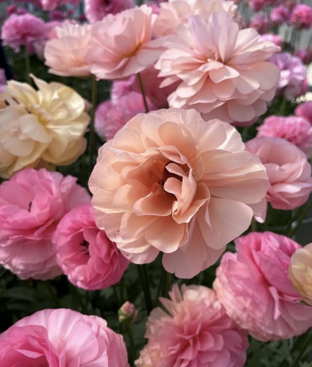 PRE-ORDER Ranunculus - Elegance Pastello 102-14