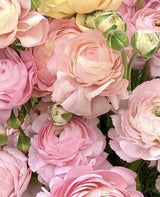 PRE-ORDER Ranunculus - Elegance Pastello 127-00