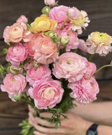 PRE-ORDER Ranunculus - Elegance Pastello 127-00
