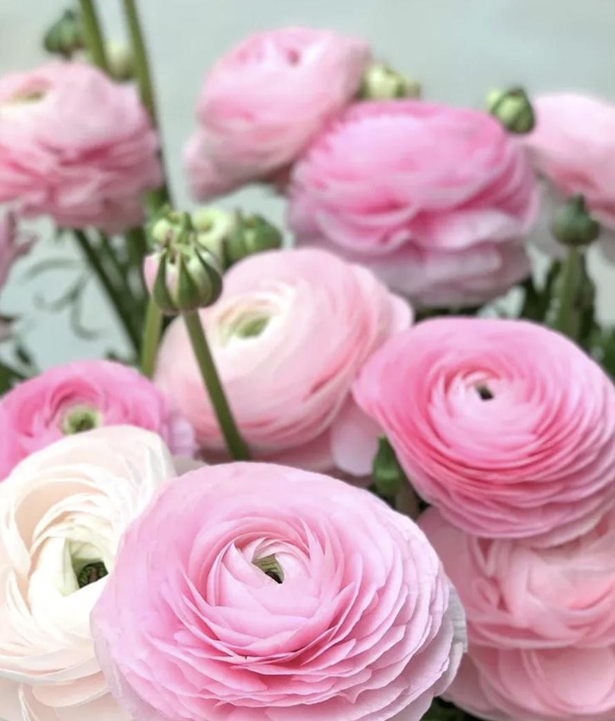 PRE-ORDER Ranunculus - Elegance Rosa Chiaro