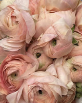 PRE-ORDER Ranunculus - Grand Pastel