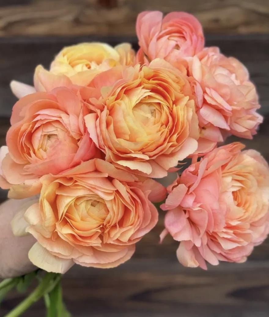 PRE-ORDER Ranunculus - Grand Pastel