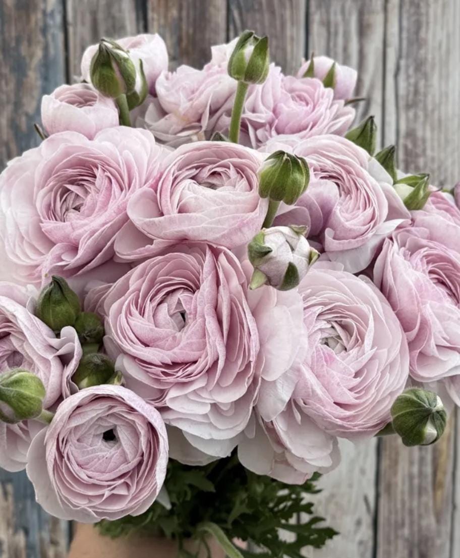 PRE-ORDER Ranunculus - Nebbia