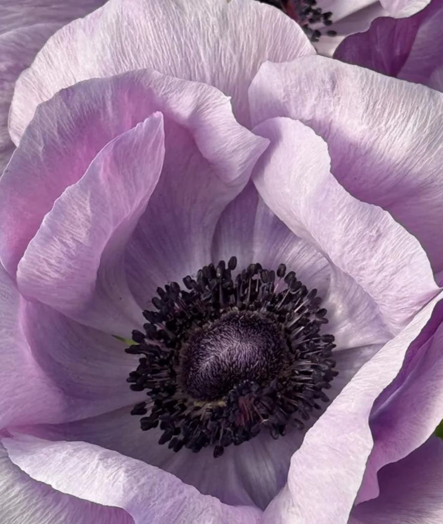 PRE-ORDER Anemone - Mistral Milka