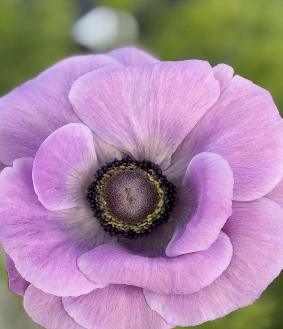 PRE-ORDER Anemone - Mistral Milka