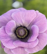 PRE-ORDER Anemone - Mistral Milka