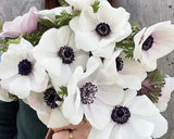 PRE-ORDER Anemone - Panda Bianco