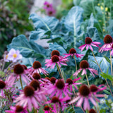 Overstock Grab Bag x 5 seed packs