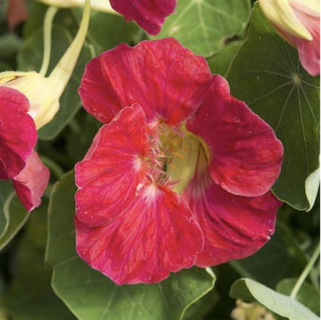 Nasturtium Tip Top Rose x 25 Seeds